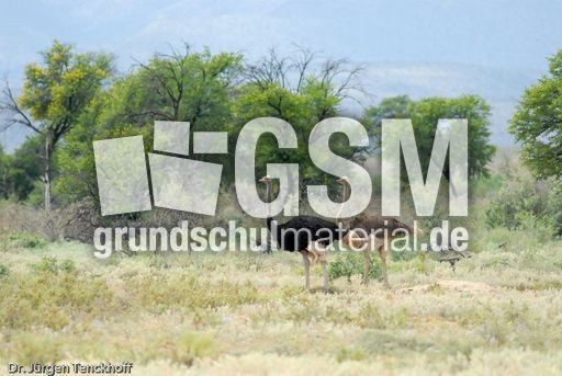 Strauss (1 von 11).jpg